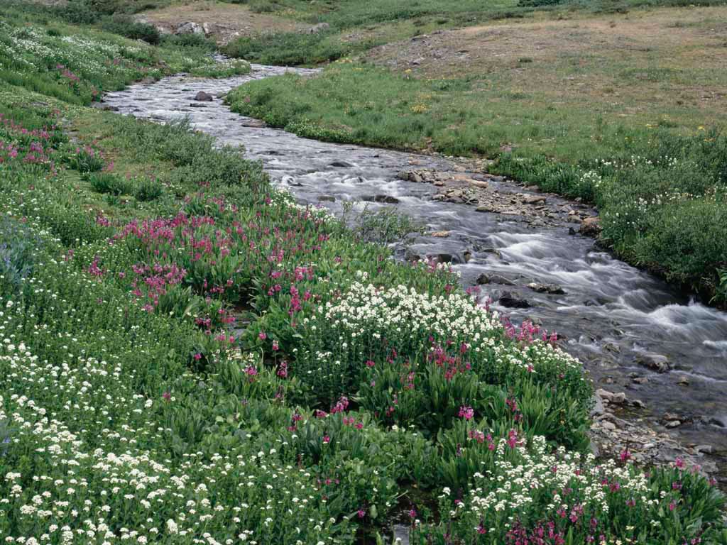 Featured Image of a serene stream and greenery